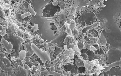 Biyofilmler: Başarılı mikrobiyal strateji